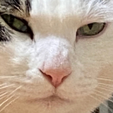 コンフィデンスマン