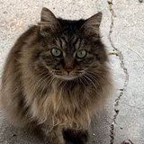 ゴロゴロにゃんこ