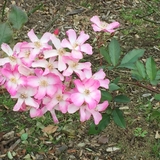 ルポール大好き