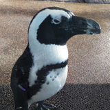 飛べないペンギン