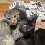 三代目お雑煮ちゃんこ丸