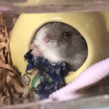 M.かりんとう日和