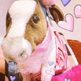 ぬいぐるみ、牛くんチャンネル