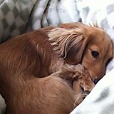 フランキー将軍