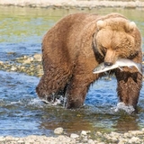 松戸のプーさん