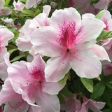 しまうま(きりん)