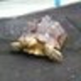 ☆モザンビーク