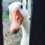 Yôji René de Louvain