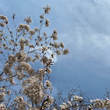 泡在海洋里的鳄鱼