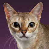 しんがぷーら。