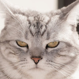 キリキリントウ