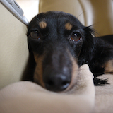 オレンジピール