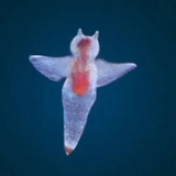 夜這いリッサーパンダ