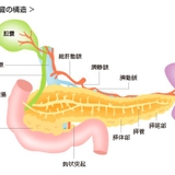 僕のすい臓を食べて