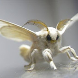 ぐあんべんとぅー