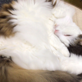 体は中学生頭は小学生のガキ グラシャン映画