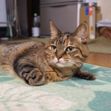 猫王（にゃお）