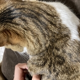 大王ハーモニクス