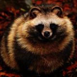 青あざだらけのたぬたぬ