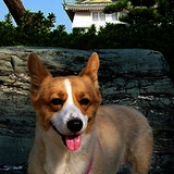 めぐみるくるみかん