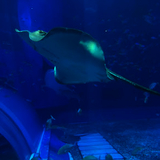 今現在のところイバーラキー