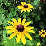 ベンジャミンさん