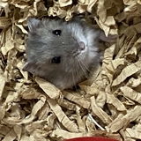 ジャンガリアンハムスター