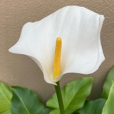 ひよこまめぞう