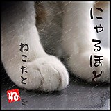 ねこた とまを