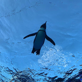 ジョジュンイチ