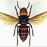 シュガーソルト