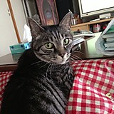 慶太とアビィのまま