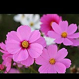 コスモスノハナコトバ