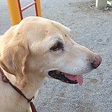 上海ジャッキー