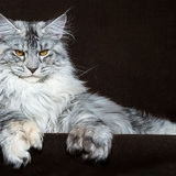 キャスバルな兄