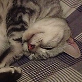 ぶらっくぺぱー