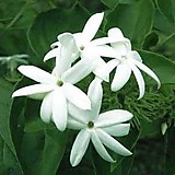 ジャスミンアキ