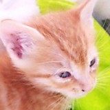 茶トラフーガの飼い主