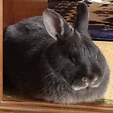 ハチミツブレッド