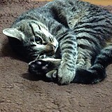 チビチビサンボ