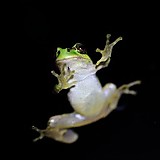 flying frog
