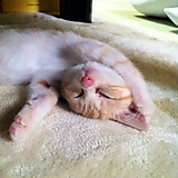 にくきゅうねこねこ