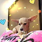 ニコニコトップ