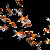 ろまん・ろらん