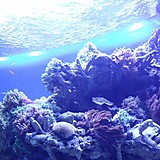 ハナサヨンチャク