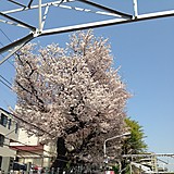 やまもり明太子