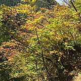 チャーリー・パンクス