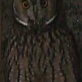 ハマノイダテン