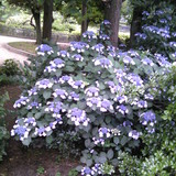 ニアミスマニア