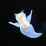 ニャンちゅー♡